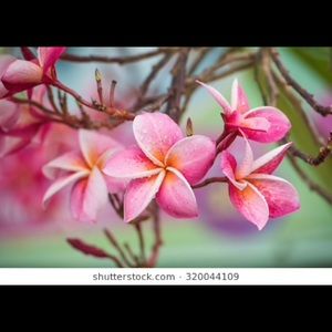 Meet your Posher, Fe